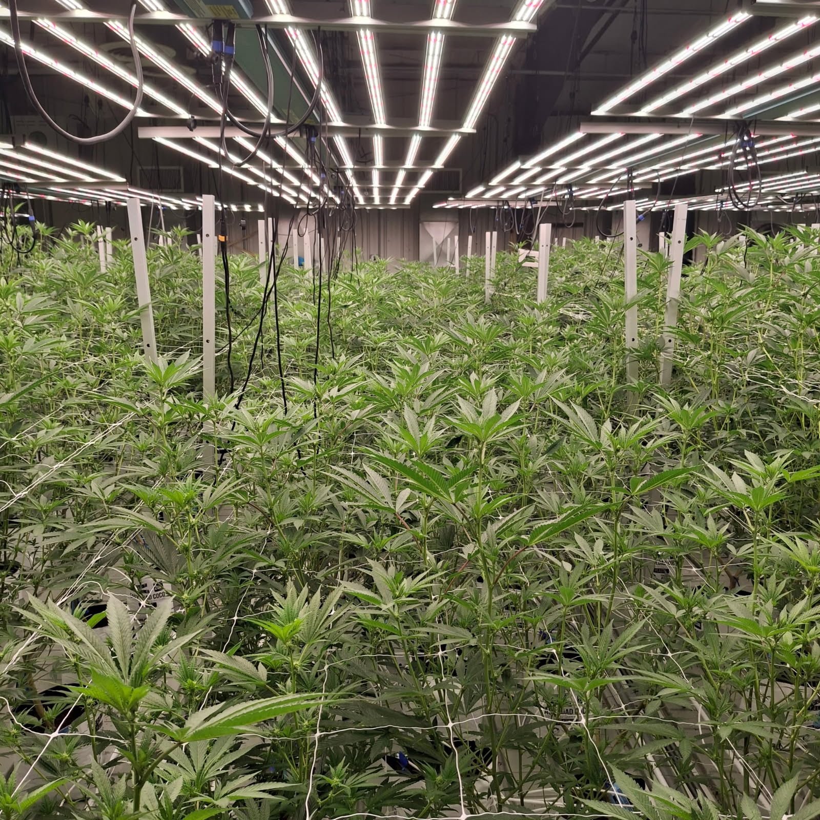 Storefront and product collage