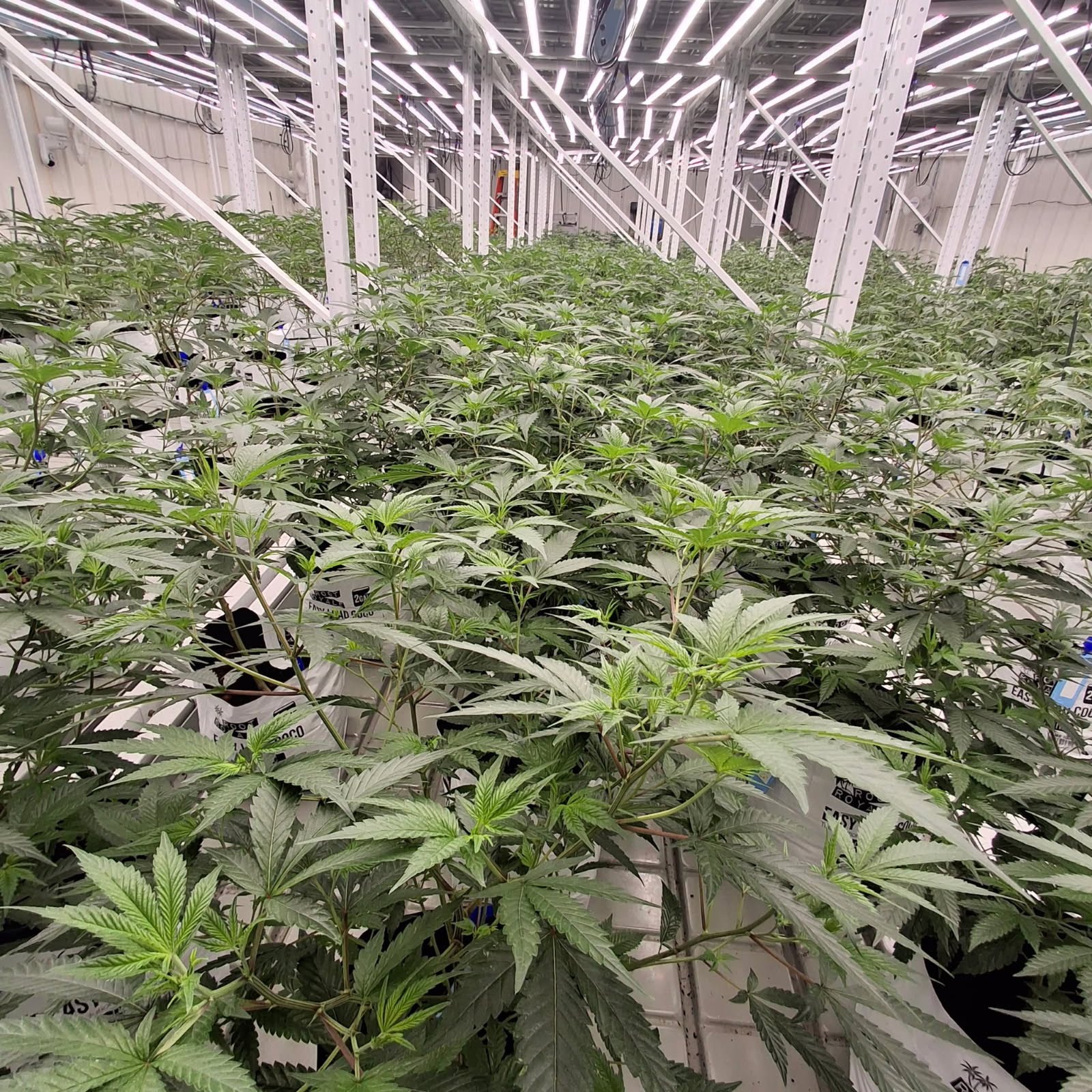 Smooch Cannabis hero